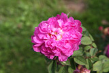 Rosa centifolia minor