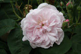 Rosa centifolia minor (Linz)