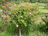 Rosa centifolia muscosa