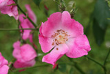 Rosa chinensis semperflorens