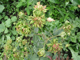 Rosa chinensis var. viridiflora