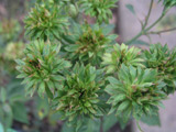 Rosa chinensis var. viridiflora