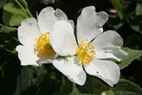 Rosa coriifolia Froebelii