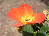 Rosa foetida var. bicolor