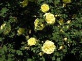 Rosa foetida var. persiana