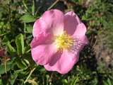 Rosa gallica var.magnifica