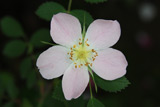 Rosa inodora