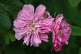Rosa majalis foecundissima