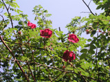 Rosa moyesii