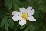 Rosa nipponensis