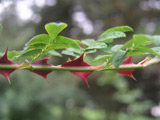 Rosa omeiensis var. pteracantha