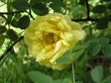 Rosa pimpinellifolia Lutea Plena