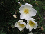 Rosa pimpinellifolia var. altaica