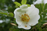 Rosa pimpinellifolia