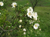 Rosa pimpinellifolia