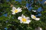 Rosa rubiginosa (Chotobus)