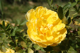 Rosa spinosissima Double Yellow