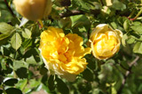 Rosa spinosissima Double Yellow
