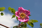 Rosa sweginzowii macrocarpa