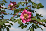 Rosa sweginzowii macrocarpa