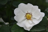 Rosa x alba Semiplena