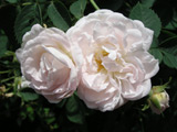 Rosa x alba Suaveolens