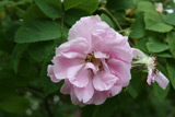 Rosa x damascena Trigintipetala