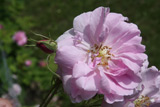 Rosa x damascena Trigintipetala