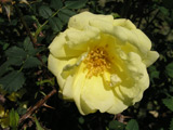 Rosa x harisonii