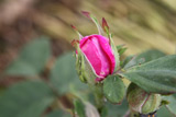 Rose de Resht