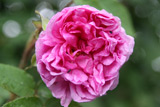 Rose des Quatre Saisons