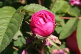 Rose du Roi