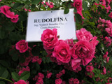 Rudolfína
