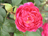 Sophy�s Rose
