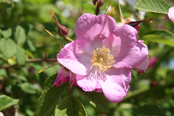 Rosa coriifolia (Sobotka)