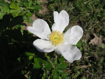 Rosa x paulii