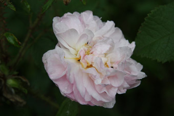 Rose des Quatre Saisons Blanc Mousseux